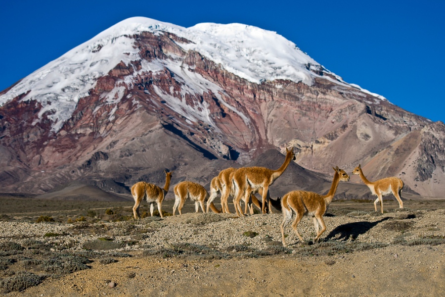 Moderate Altitude at the foot of Chimborazo in the Andes